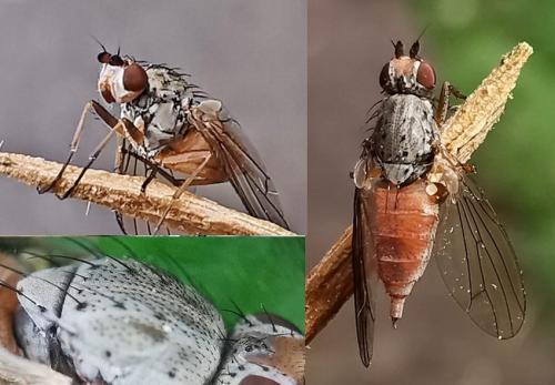 Réf. 338 239 : Tephrochlamys rufiventris